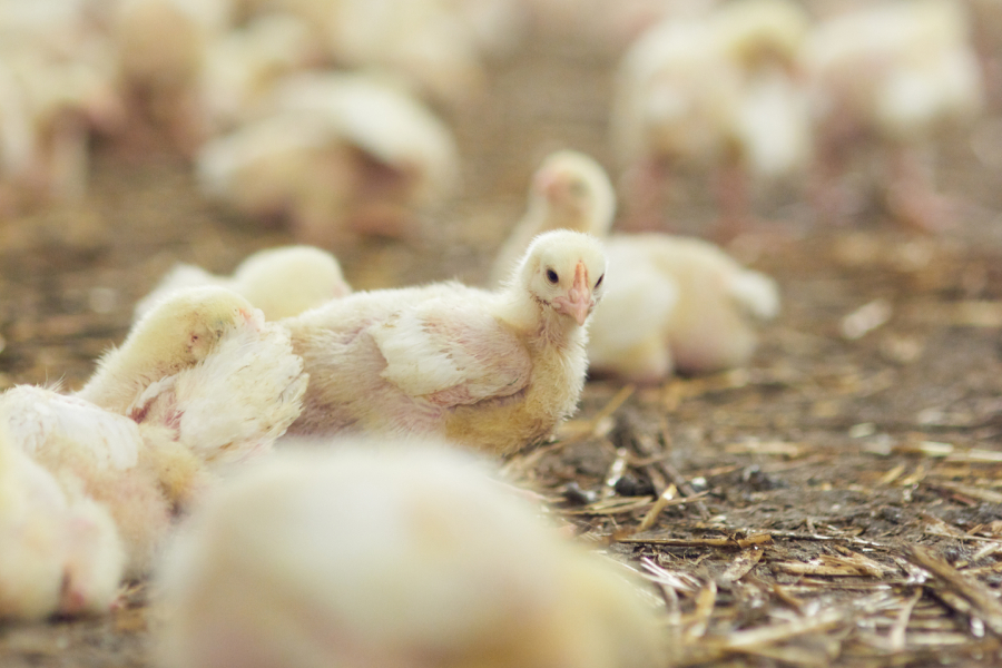 Animal Welfare