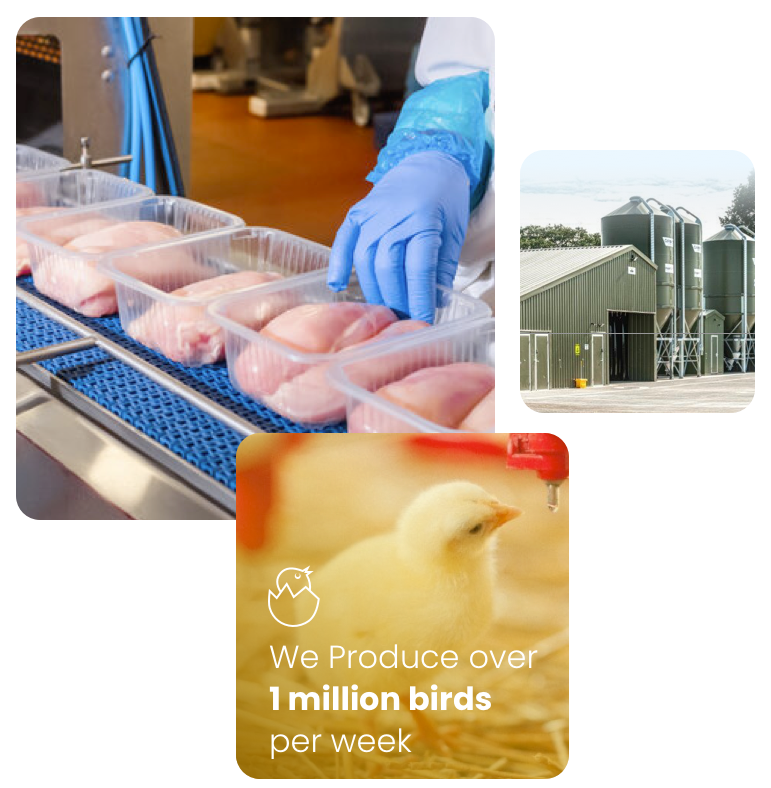 We produce over 1 million birds per week